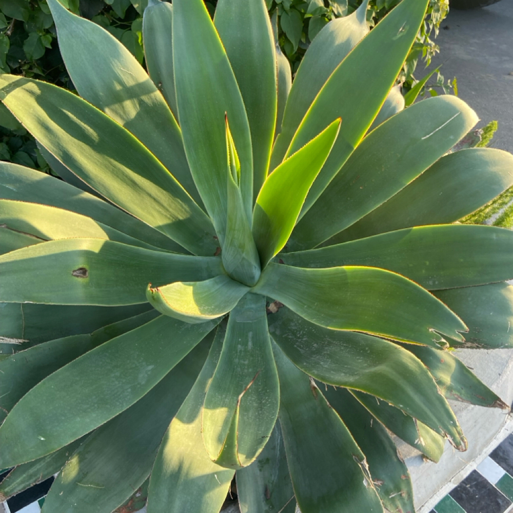 Toner at Indigo Salon @ Beaumont in Lexington, KY