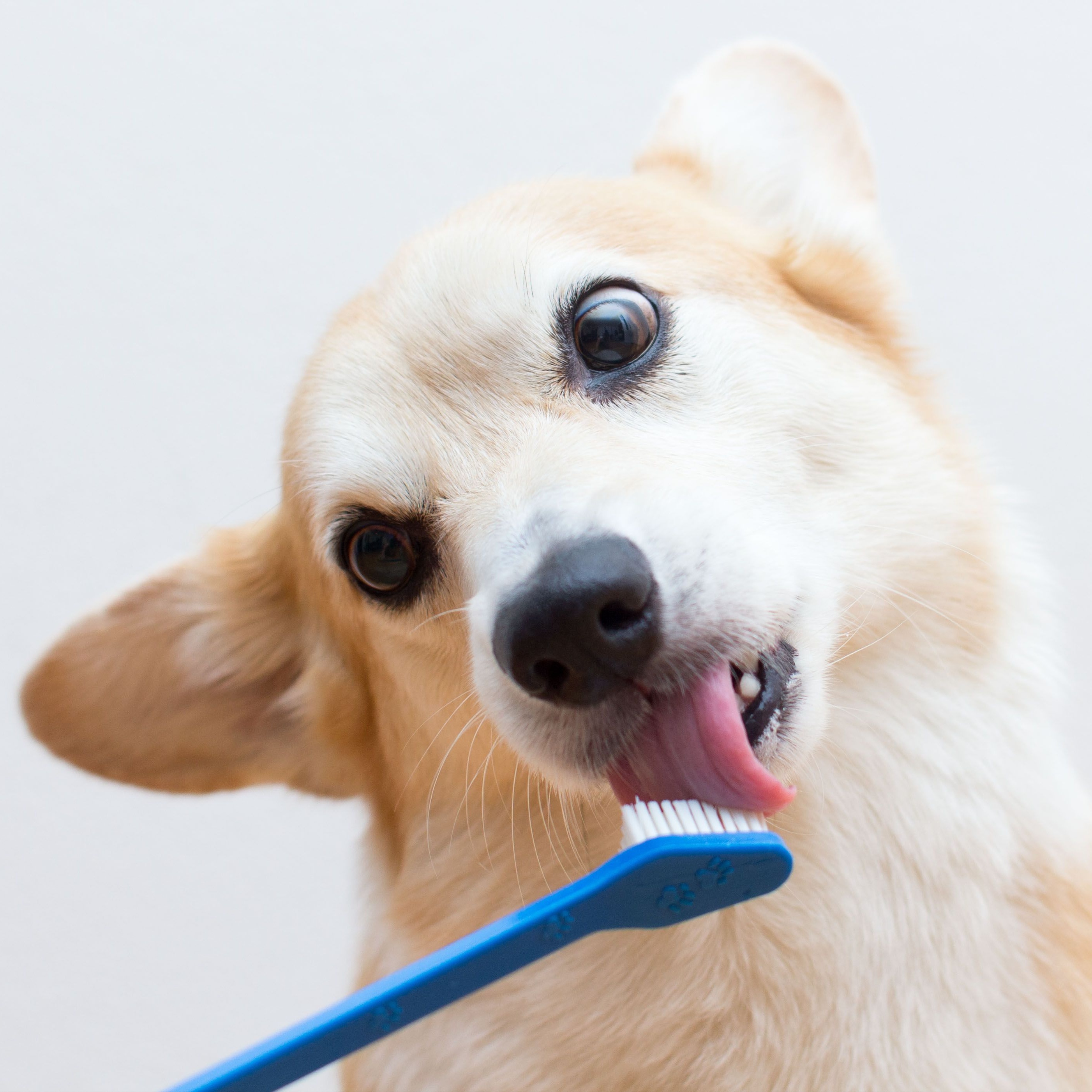 Teeth Brushing Service at Tuolumne Tails Grooming in Tuolumne, CA