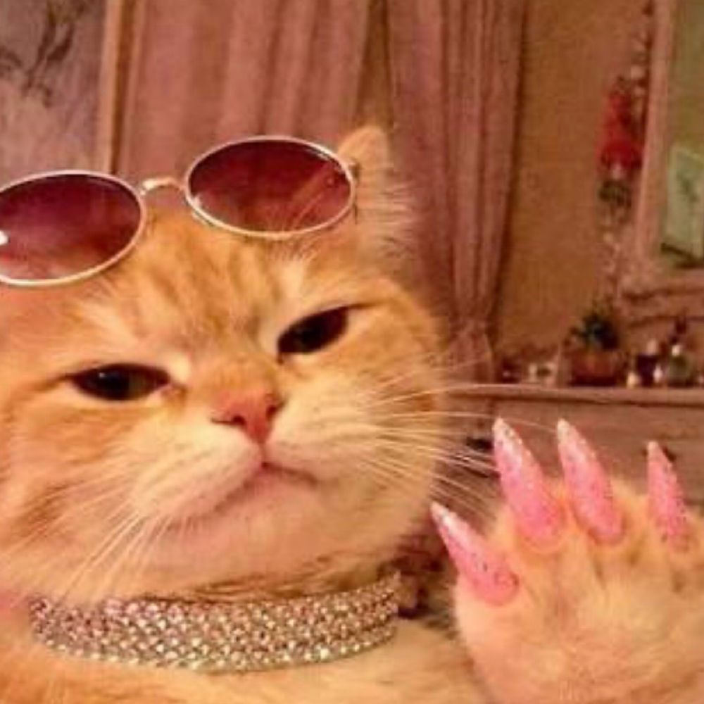 Feline Friday at Claws X Alina Mack in San Angelo, TX
