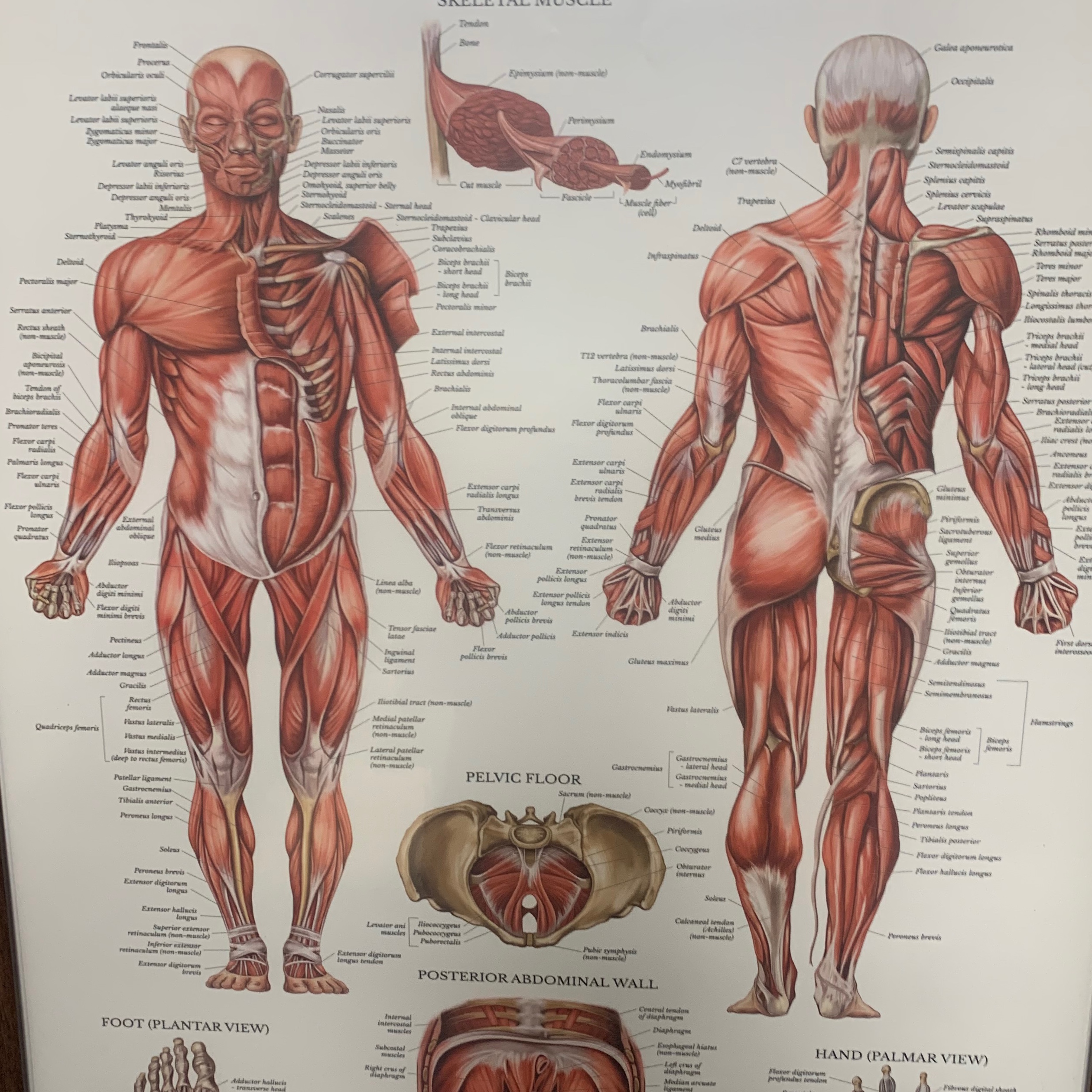 90 minute Deep Tissue at Kathryn Smith Massage Therapy in Glens falls, NY