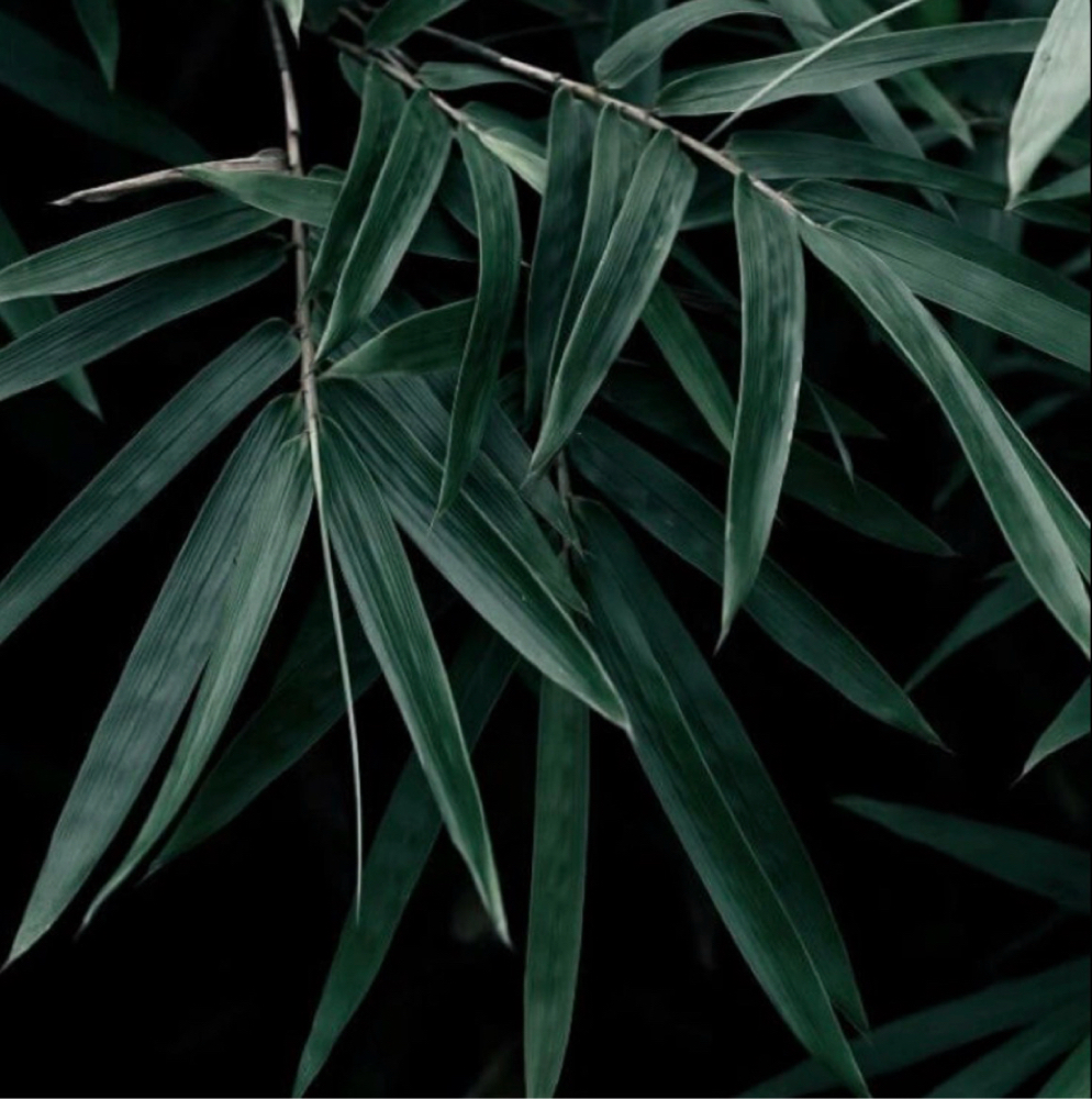Hemp Therapy Shellac Manicure at The Natural Nail Spot in Aurora, CO