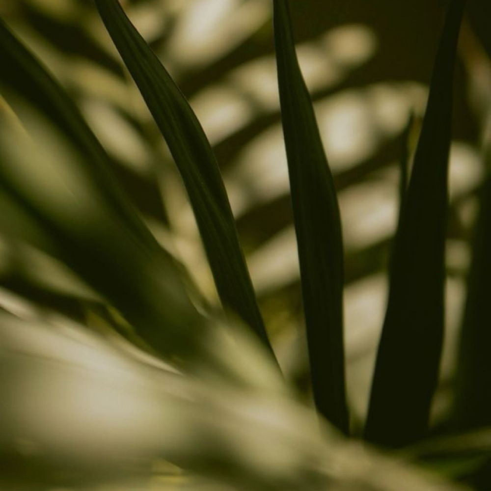 Myofascial Release • 90 Minute at Meraki Massage Therapy in Fort Collins, CO