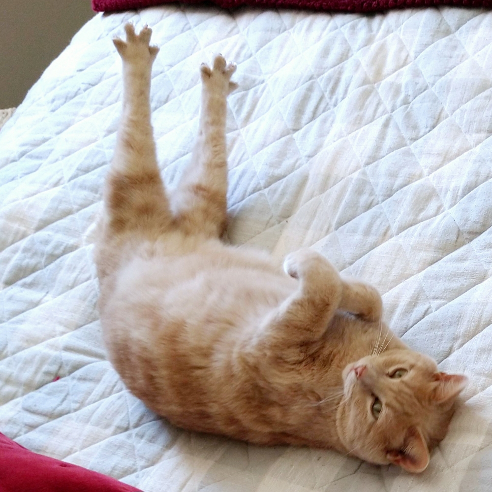 Full Legs