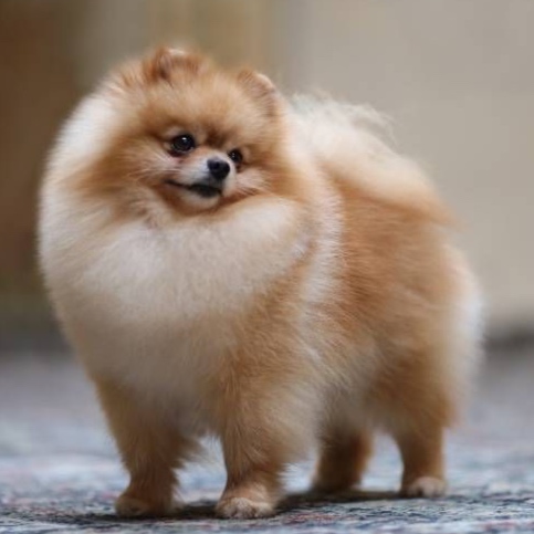 Pomeranian BBN at The Groom Room in Hope Mills, NC