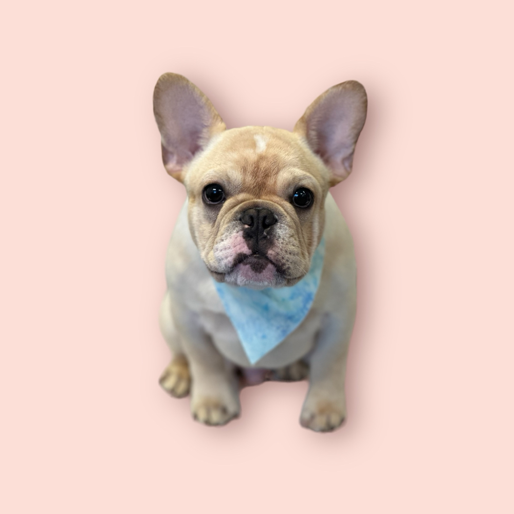 French Bulldog
