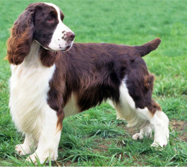 Springer Spaniel Full Groom