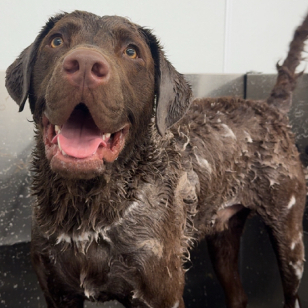 LARGE-Bath Package(50-80lbs)🛁 at Fur North Pet Spa in Minnesota, MN