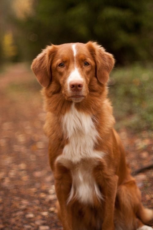 Toller Retriever - Touch Up