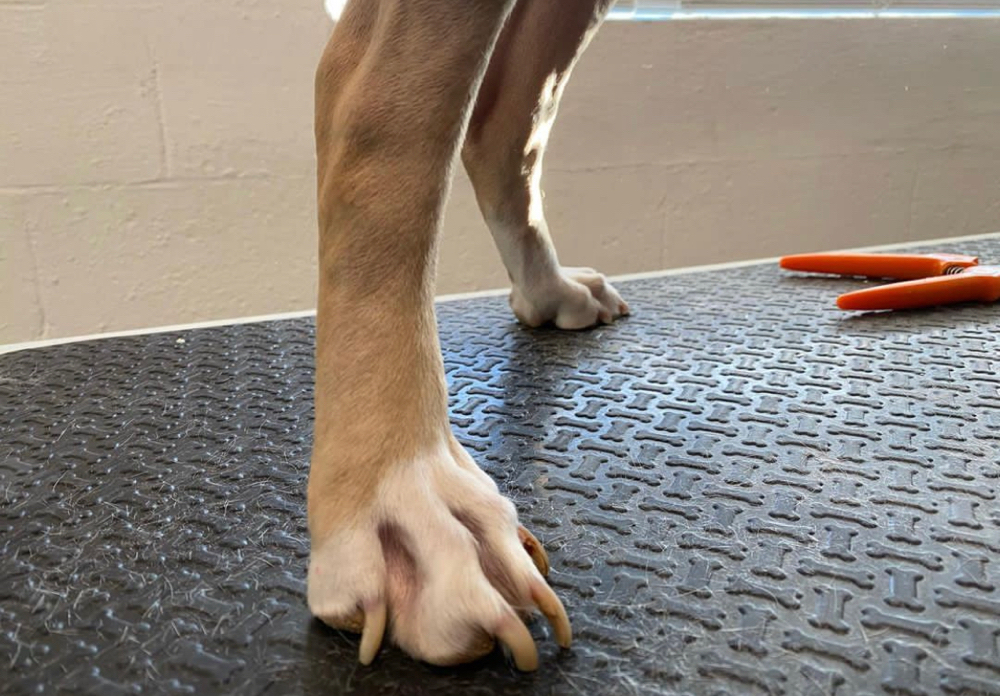 Nail Trim