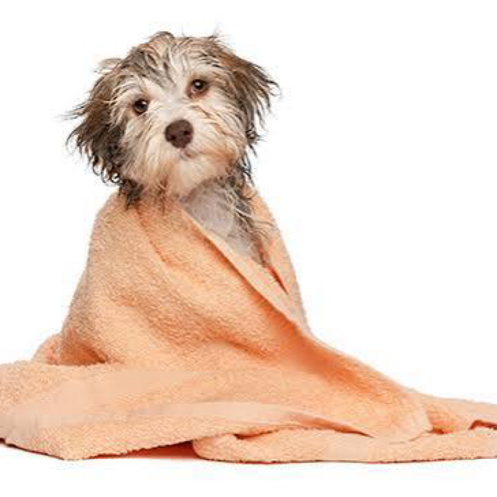 Med Dog Bath (up To 45lbs) at Pitzer’s Paws Grooming in Live Oak, FL