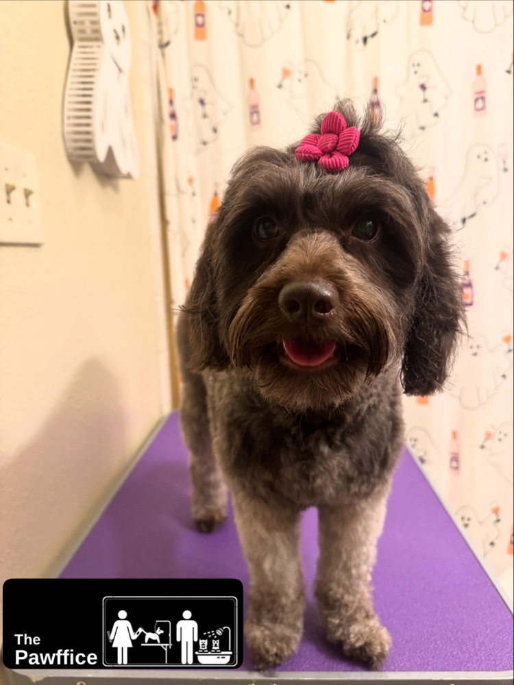 Medium Pampered Pooch Package