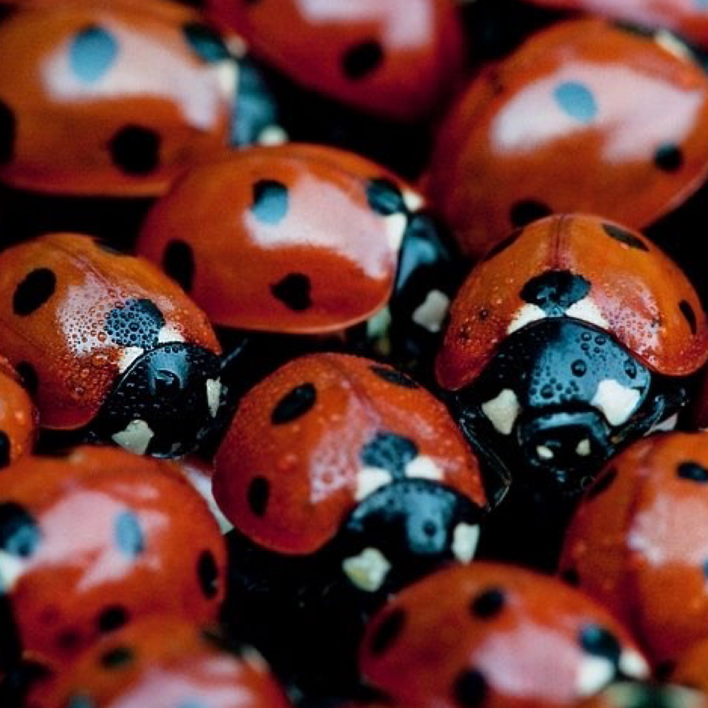 root touch up at Ladybug Cuts in Mission Hills, CA