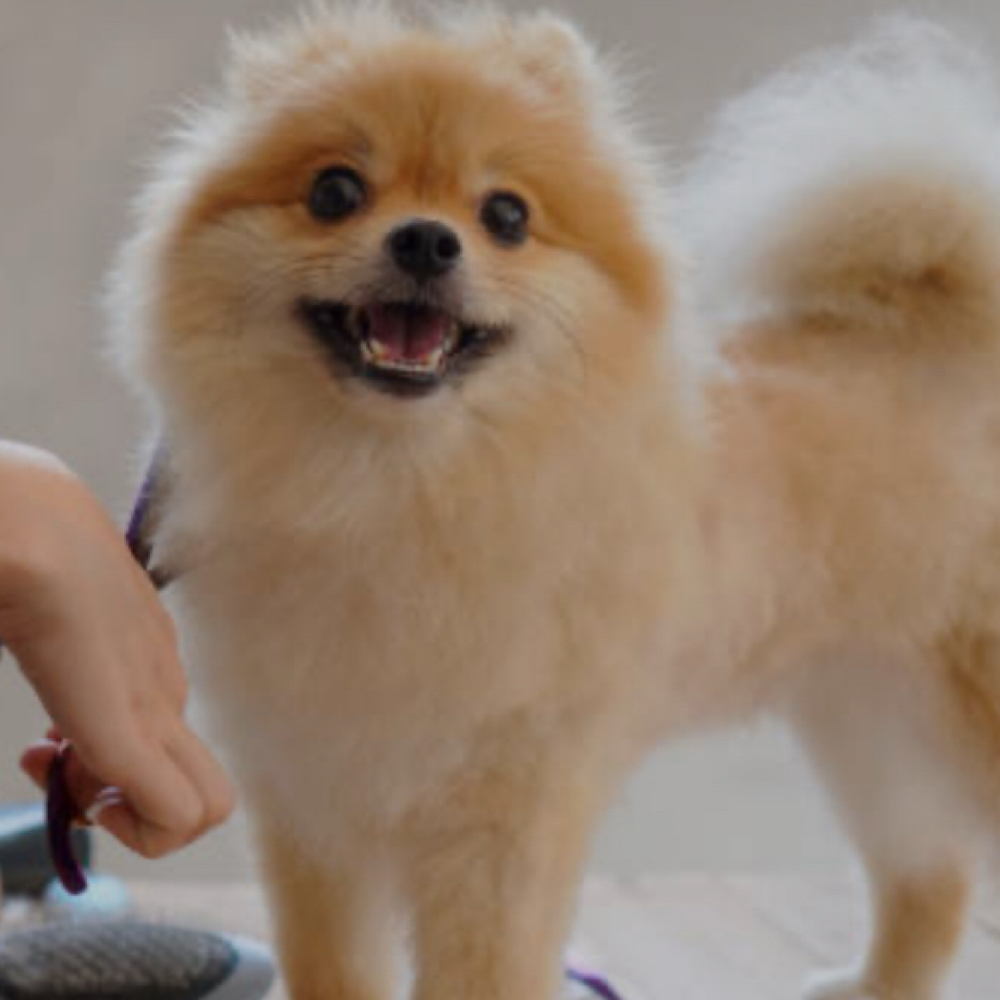 Full Groom| Small Dog at Paw Spa by Allison in Mt. Carroll, IL