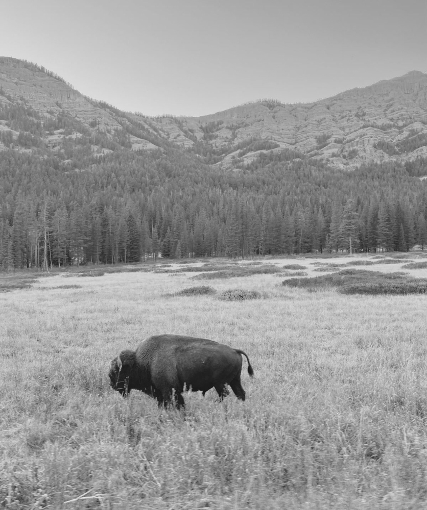The Renew Combo (Condition+Haircut) at Salon Idyll in Rochelle, IL