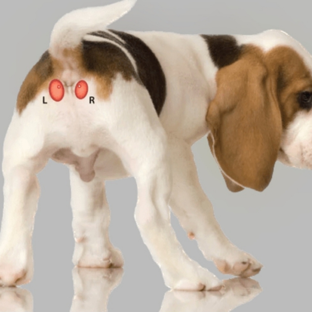 Anal Gland Release (External only) at Tail Waggers Grooming LLC in Fort Worth, TX
