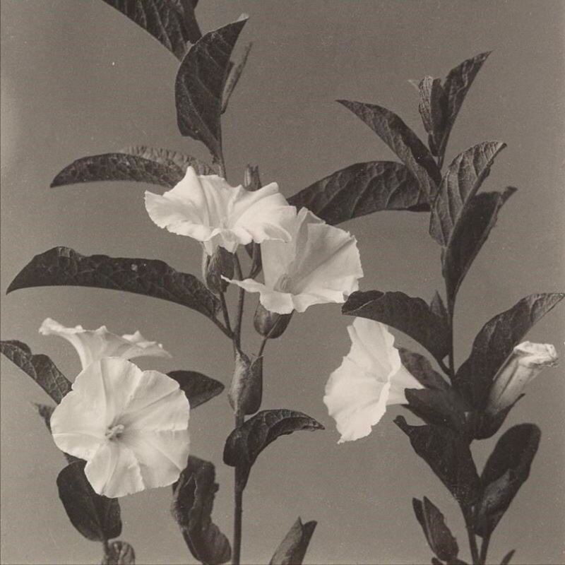 Ritual Club Add-on (members only) at Ceremony Esthetics and Wellness in South Pasadena, CA