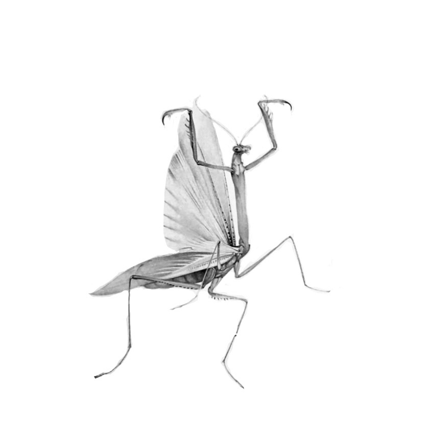 Mantis Black & White
