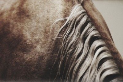 GREY BLENDING at Arizona Darling in Tucson, AZ