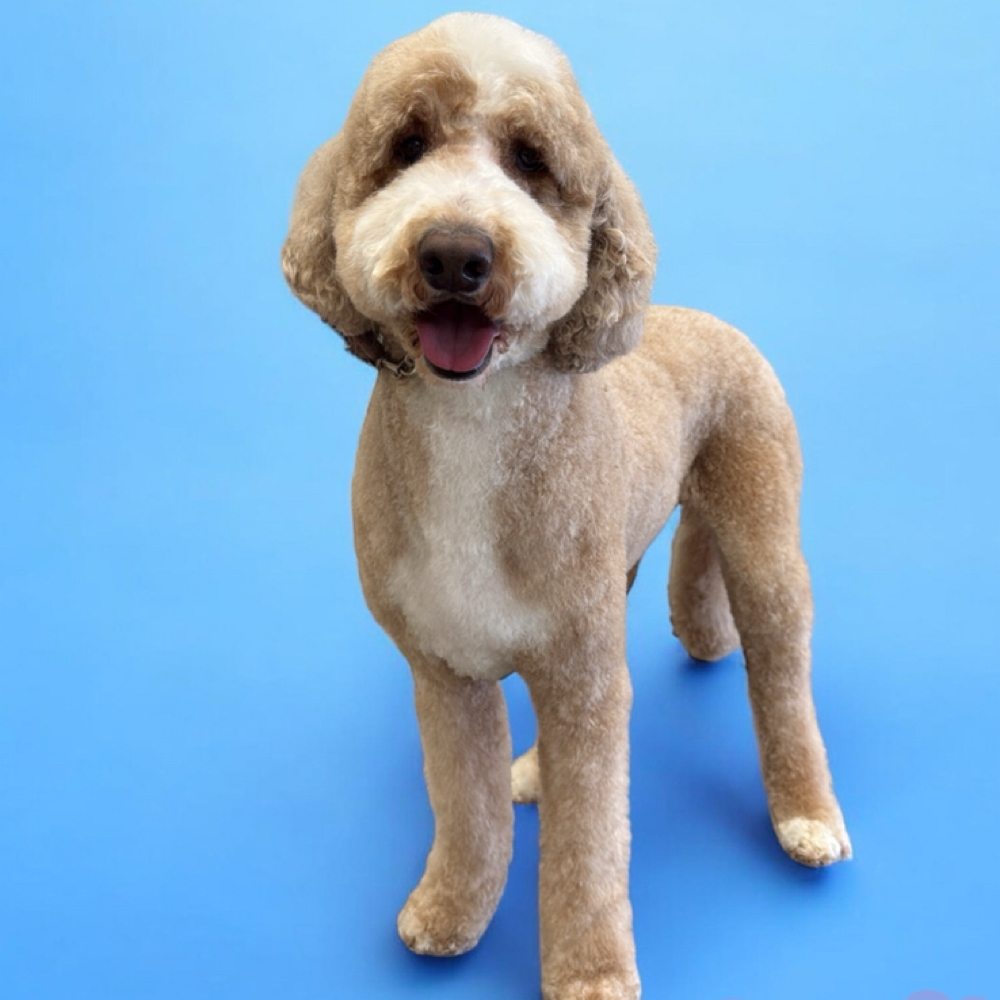 Summer Package☀️ at Lexury Grooming in Maple Hts, OH