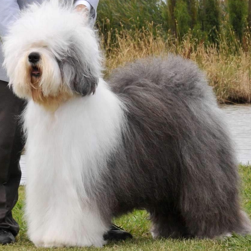 Old English Sheepdog BBN at The Groom Room in Hope Mills, NC