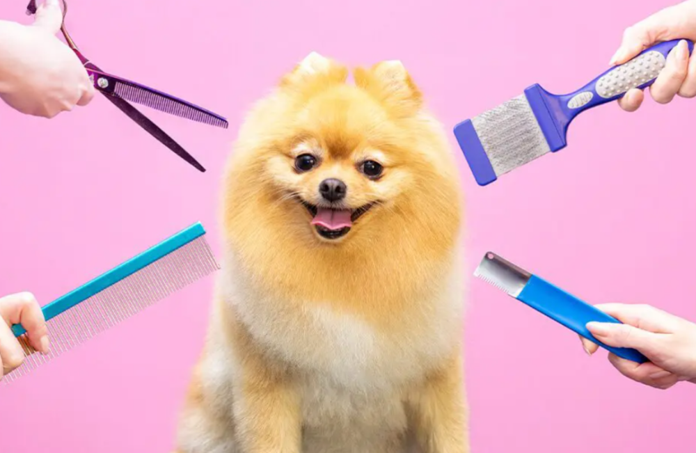 Canine Maintenance Groom