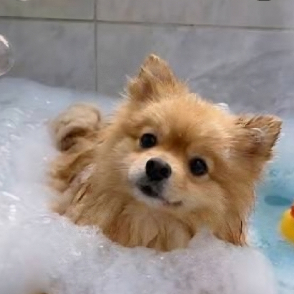 Bath - Small -Long, Straight Hair at Tail Waggers Grooming LLC in Fort Worth, TX
