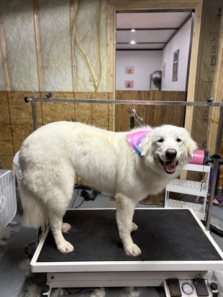 Xl Dog-Partial Groom