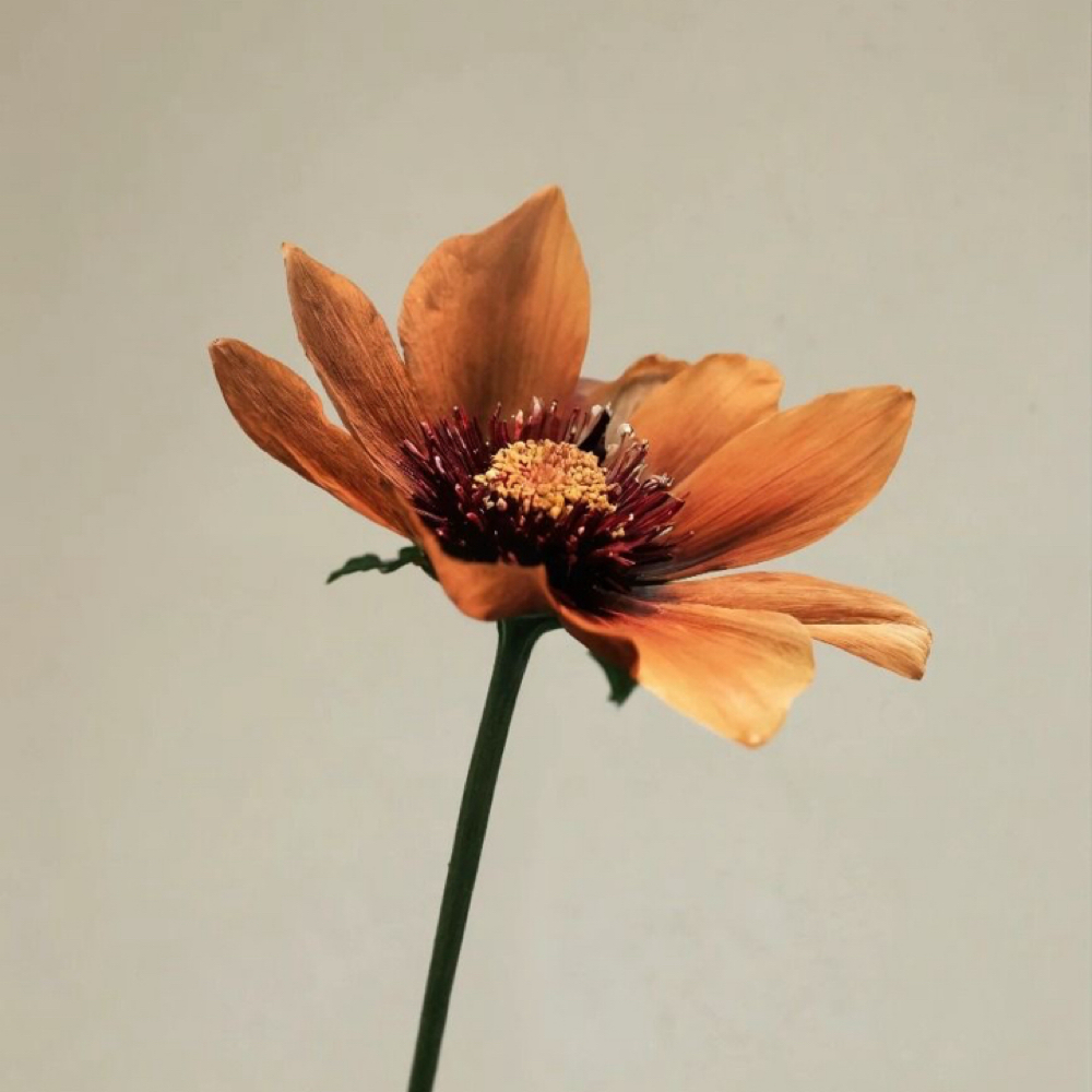 Bikini Wax at Shadow & Bloom Skincare in Tigard, OR