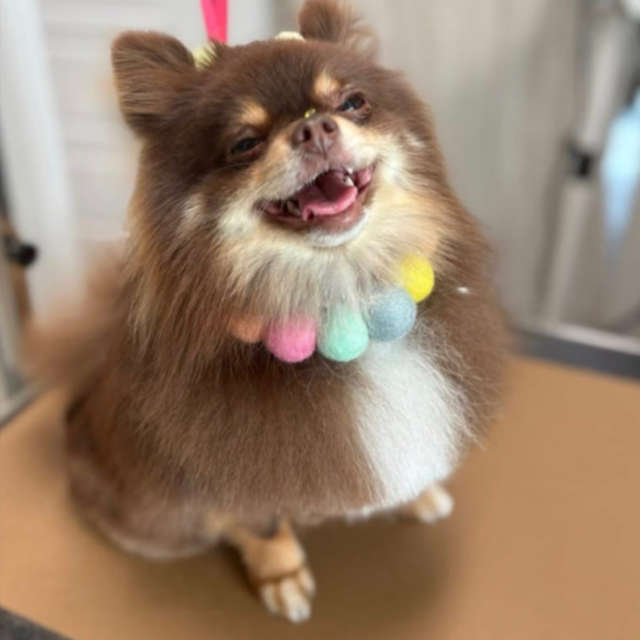 $20 under 20lbs Special at The Shiny Puppy LLC in Royse City, TX