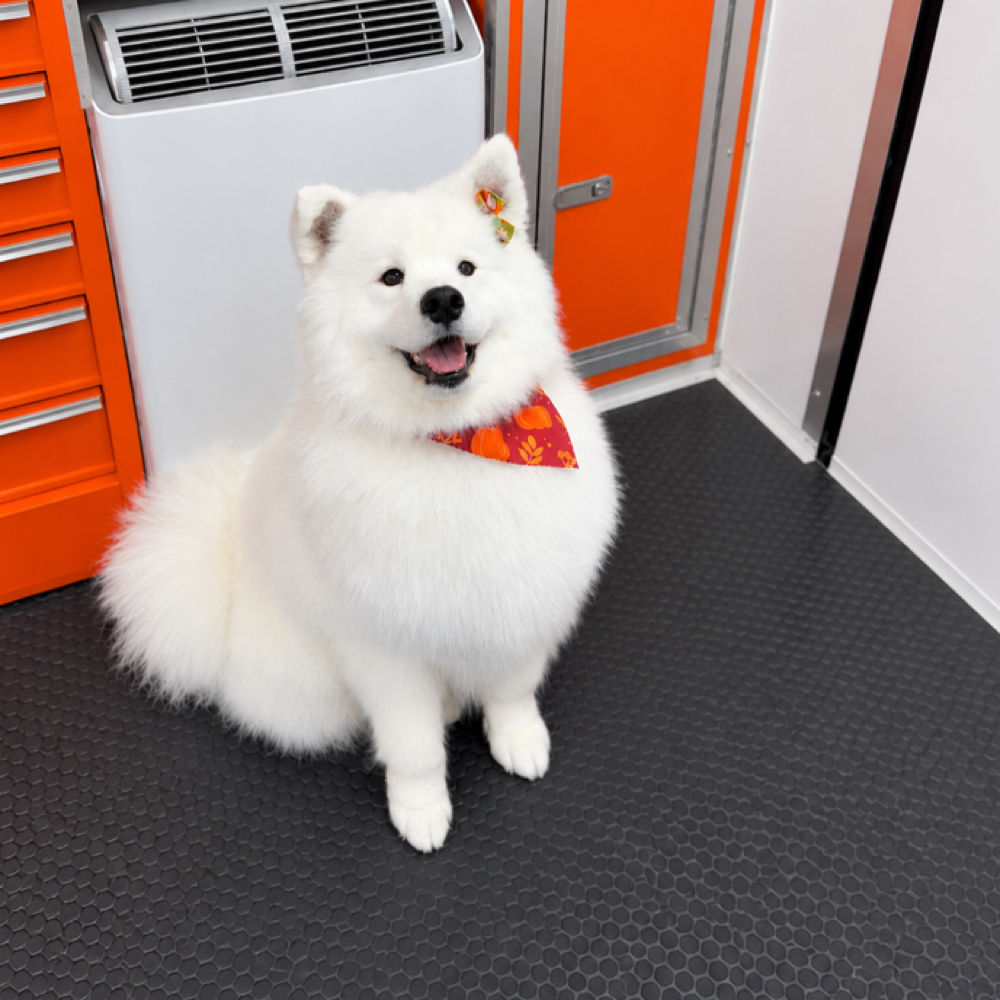 Luxury Heavy Coated Groom at Pawz On Point Mobile Dog Grooming in Beavercreek, OH