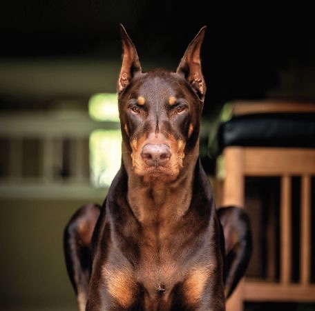 Doberman - Bath & Fluff