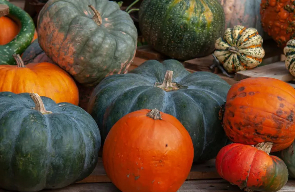 Fall 4 Peel Series Special