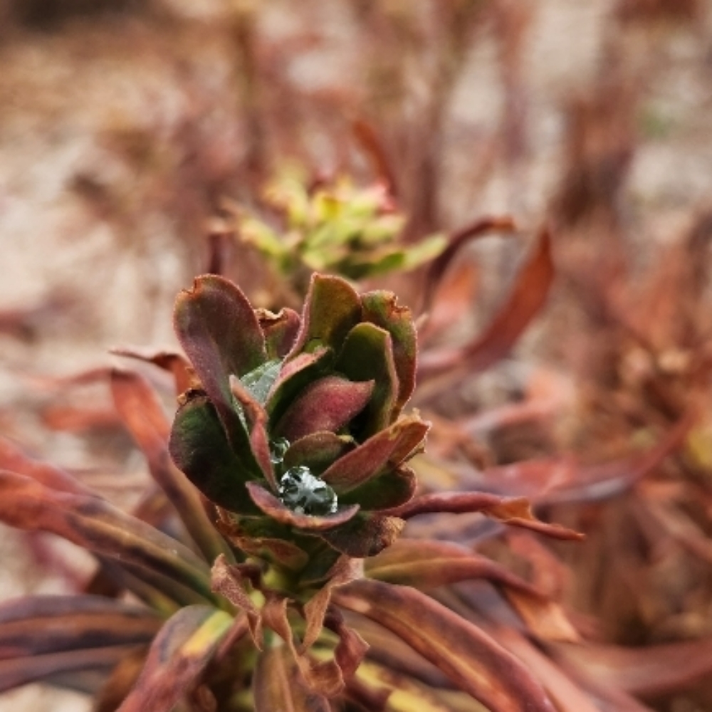 Sunday Mournings at Gentle Balance Massage Therapy in Rogersville, MO