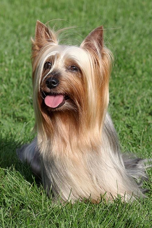 Silky Terrier - Touch Up