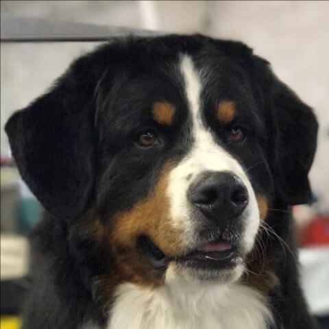 Bernese Mountain Dog BBN at The Groom Room in Hope Mills, NC