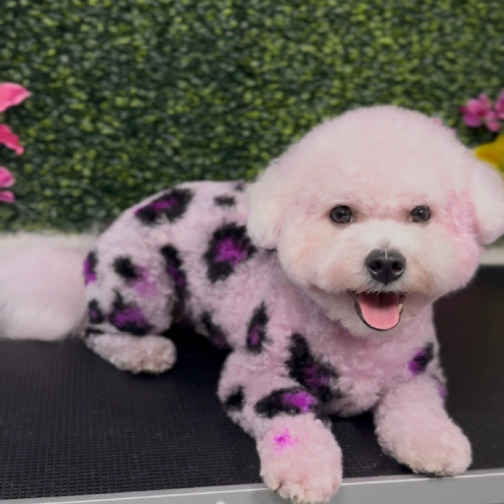 Full Body Dye Design at Space City Grooming in Houston, TX