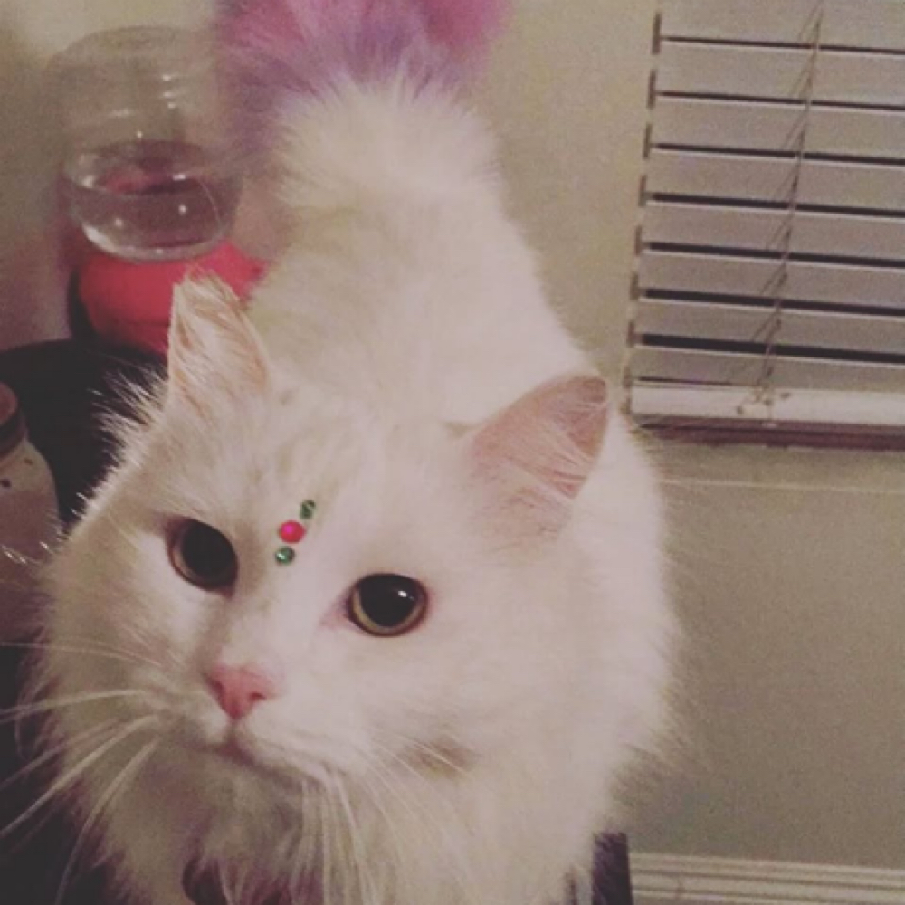 Consultation at Scissors Of Oz in Safford, AZ