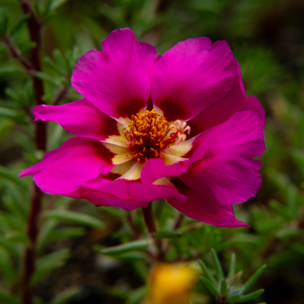 60 Minute Prenatal Massage at Wildflower Massage Therapy in Lexington, KY