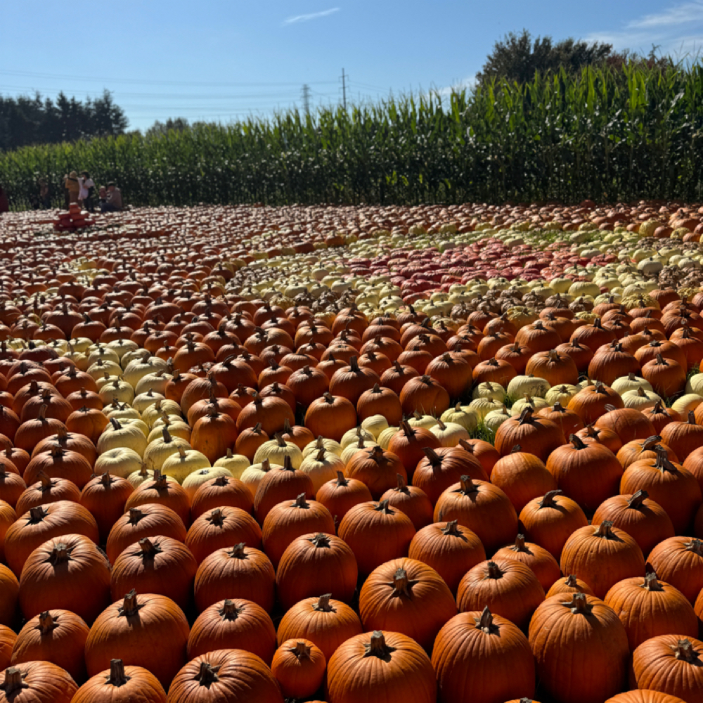 🎃Pumpkin Spice Radiance Ritual🎃 at Opal Aesthetic Spa in Snohomish, WA