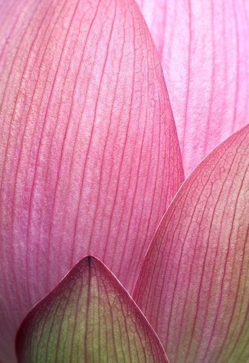 Medium Fulani Braids