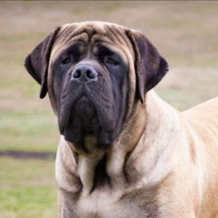 English Mastiff BBN at The Groom Room in Hope Mills, NC