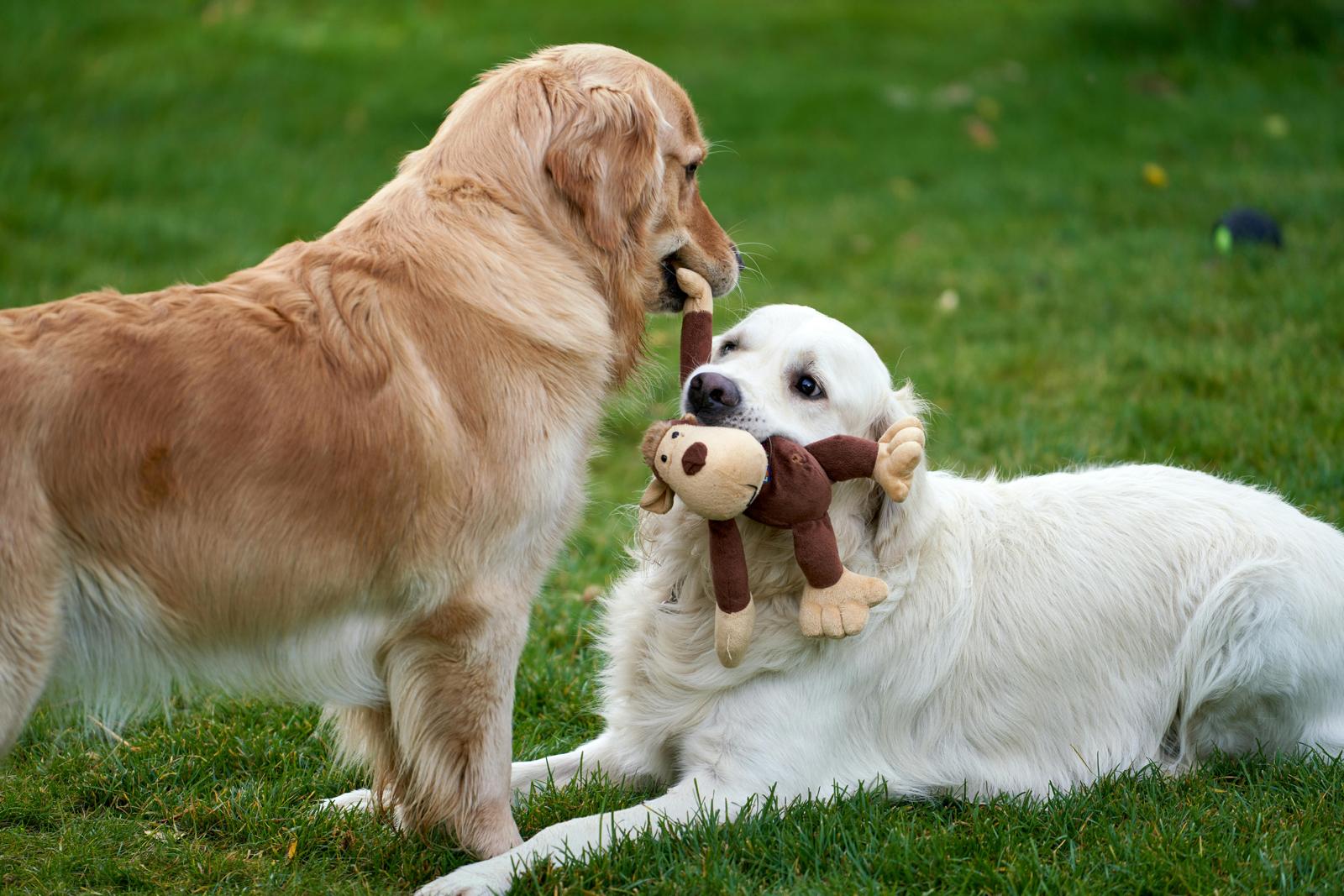 Dog Day Care at PYRENEES PETS in Danville, CA
