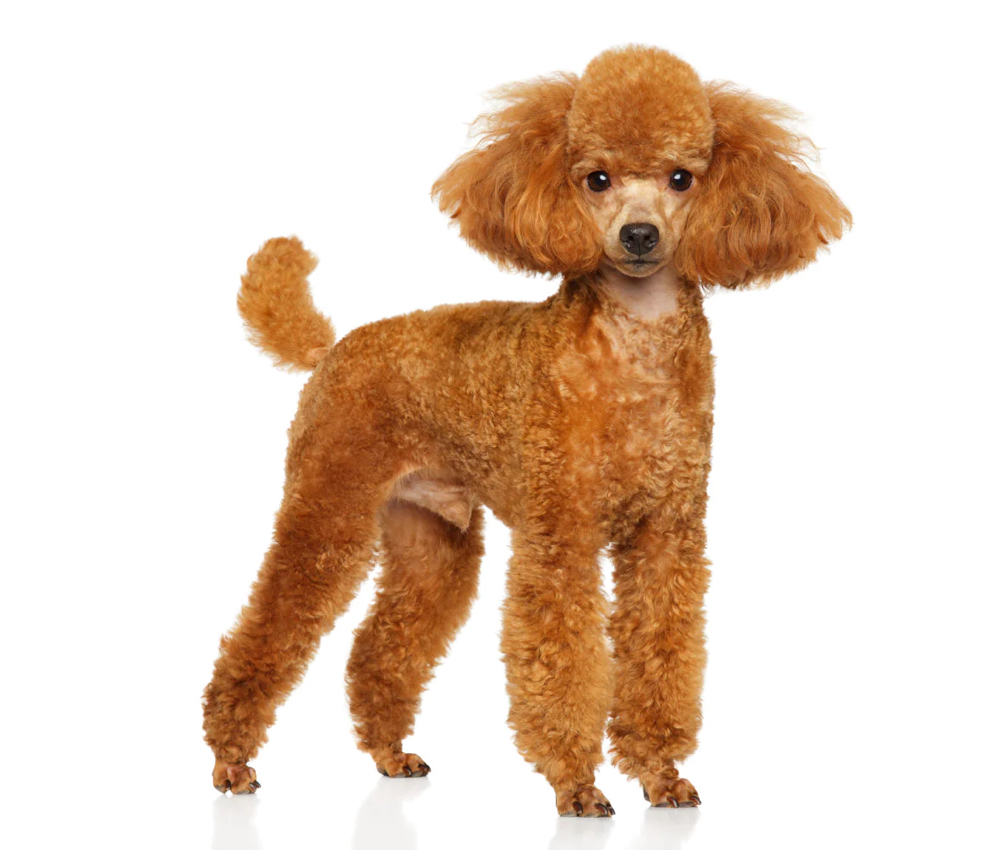 Mini Poodle Mini Groom