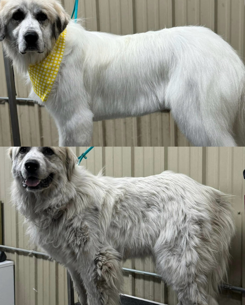 ADD ON- De-Shedding at Fur North Pet Spa in Minnesota, MN