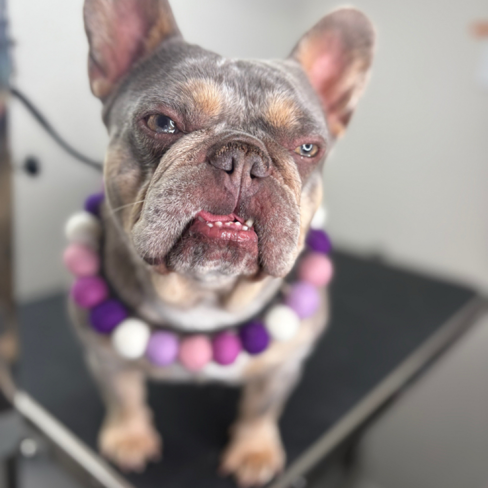 Bath & Blow 1-20lb Xs-s at The Shiny Puppy LLC in Royse City, TX