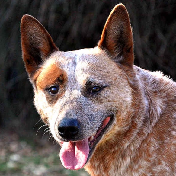 Australian Cattle Dog at The Groom Room in Hope Mills, NC