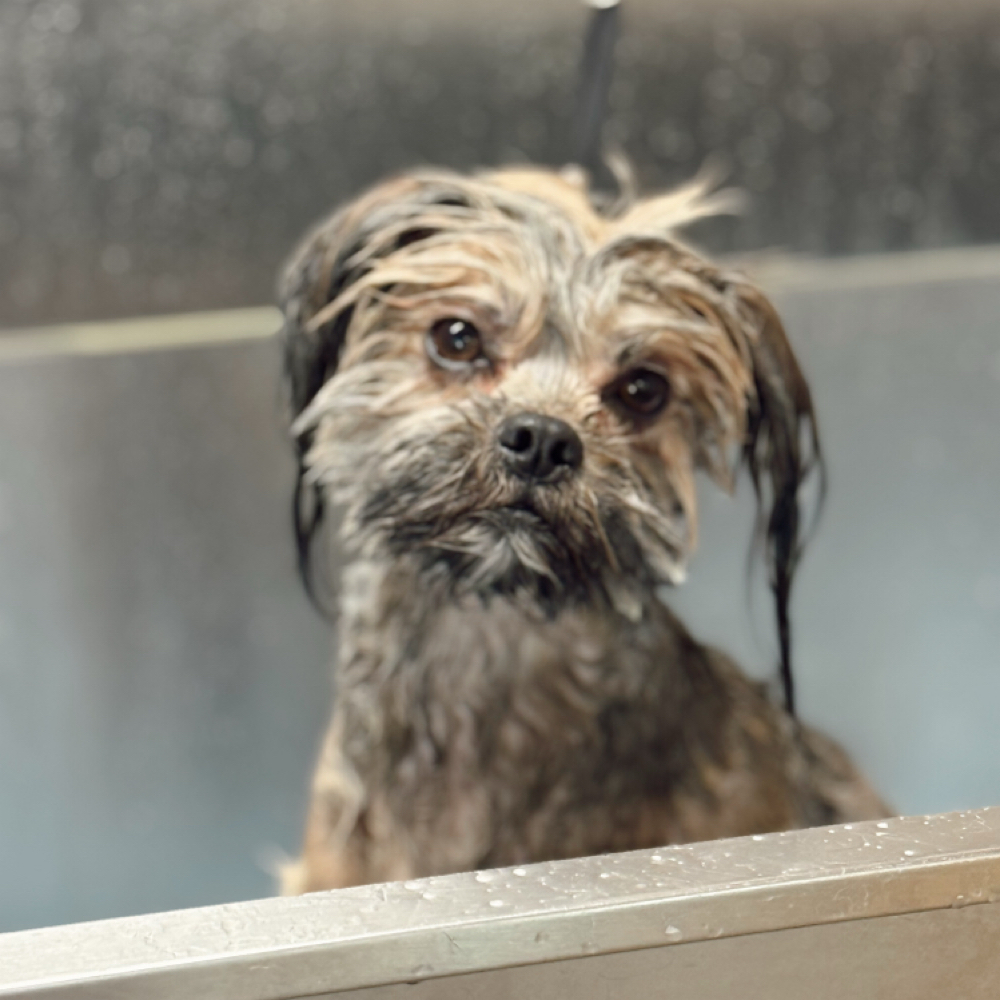 Bath & Brush Basic Service at Bandit & Friends Grooming in Panama City, FL