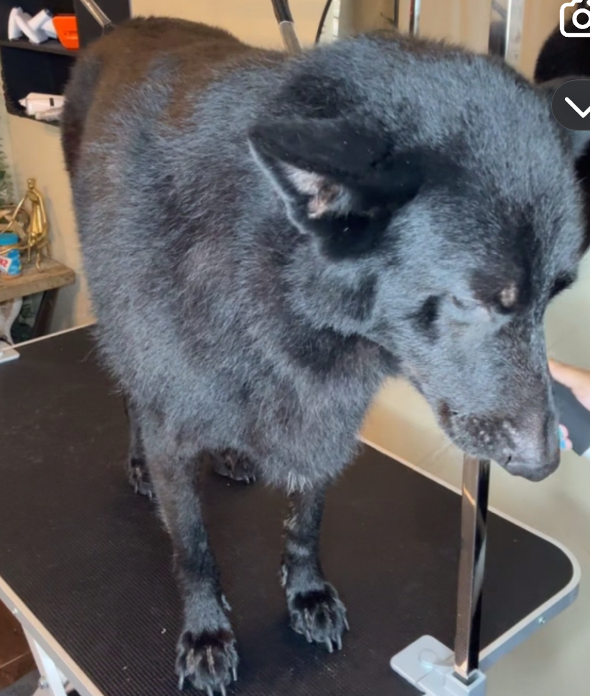 Full Groom (Large Dog)