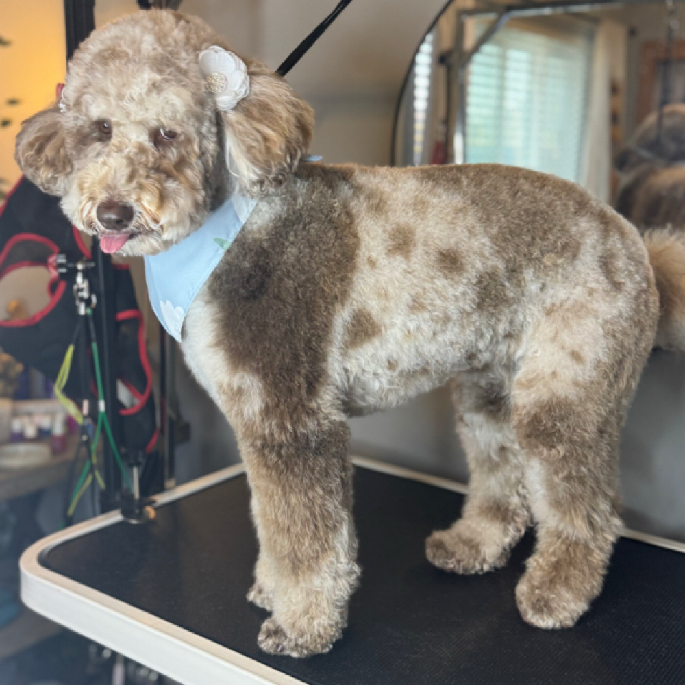 Full Groom (Large Dog) at Bark All Day Daycare & Grooming in Oklahoma City, OK