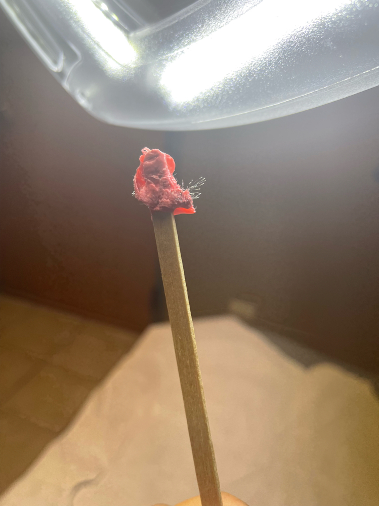 Nose Wax
